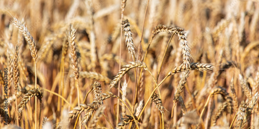 Fototapeta premium Ripe ears of wheat grow on the nature