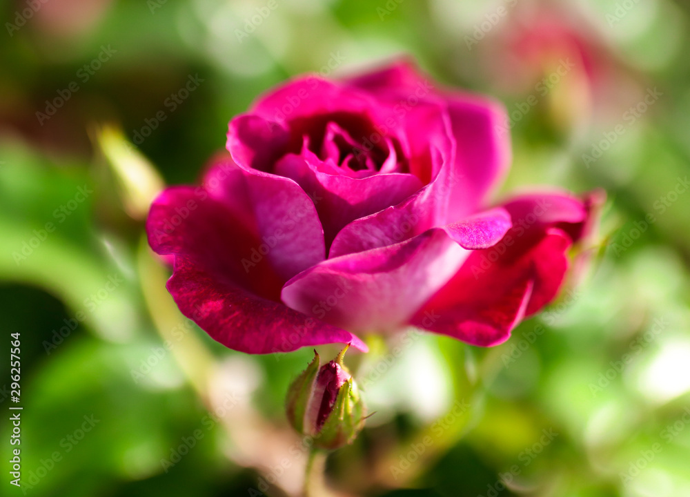 Beautiful pink rose grows in the park Beautiful pink rose grows in the park