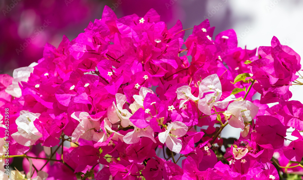 Beautiful pink flowers in nature Beautiful pink flowers in nature