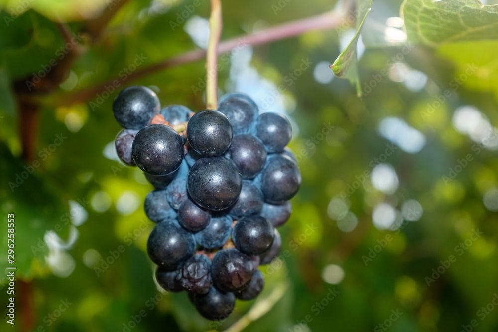 Grapes harvest: close up of red bunch of grapes Grapes harvest: close up of red bunch of grapes