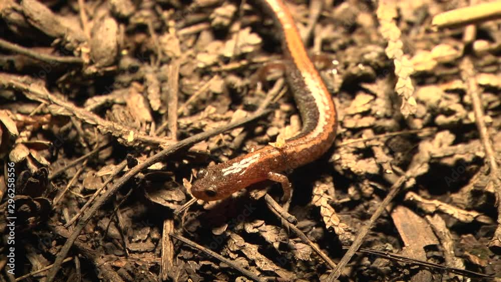 Red-backed salamander moving on forest floor at night Red-backed salamander moving on forest floor at night