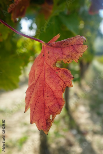 Grapes harvest: close up view of red leaf in a vineyard. Marche region, Italy