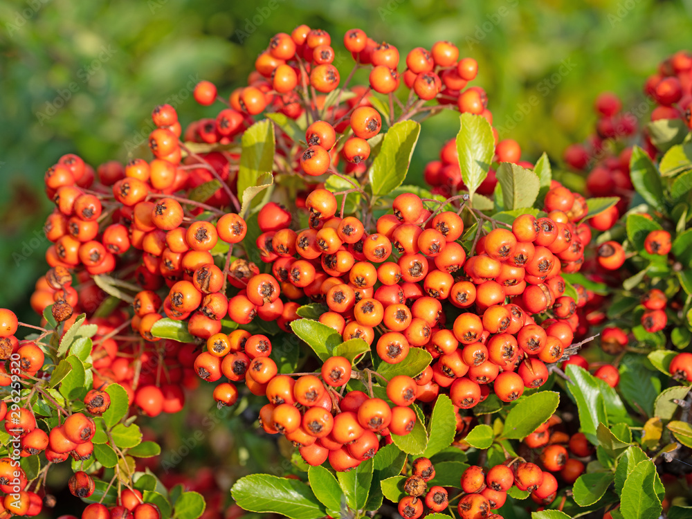 Rote Früchte vom Feuerdorn, Pyracantha Rote Früchte vom Feuerdorn, Pyracantha