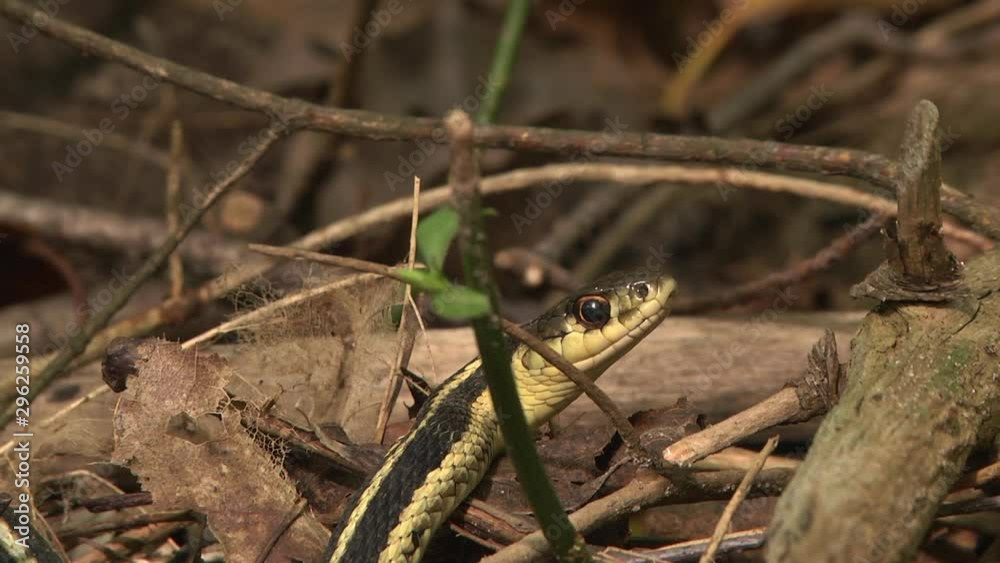 Eastern Gartersnake between branches on forest floor Eastern Gartersnake between branches on forest floor