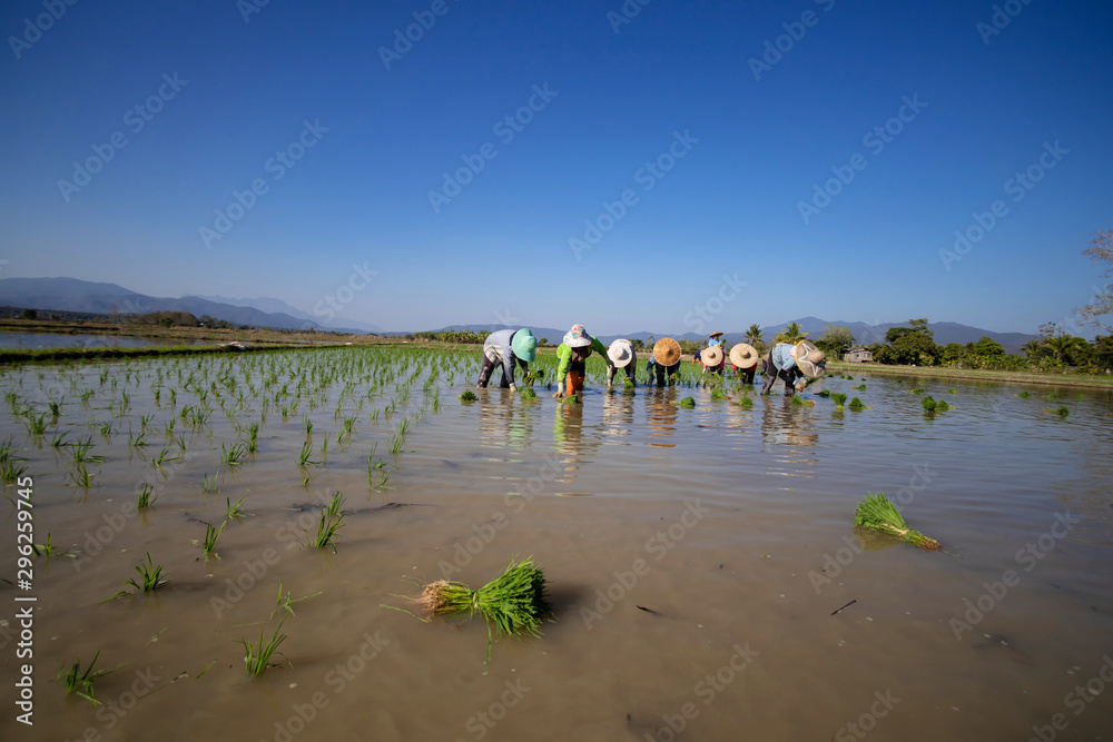 Farmers are growing rice With an ancient way Farmers are growing rice With an ancient way