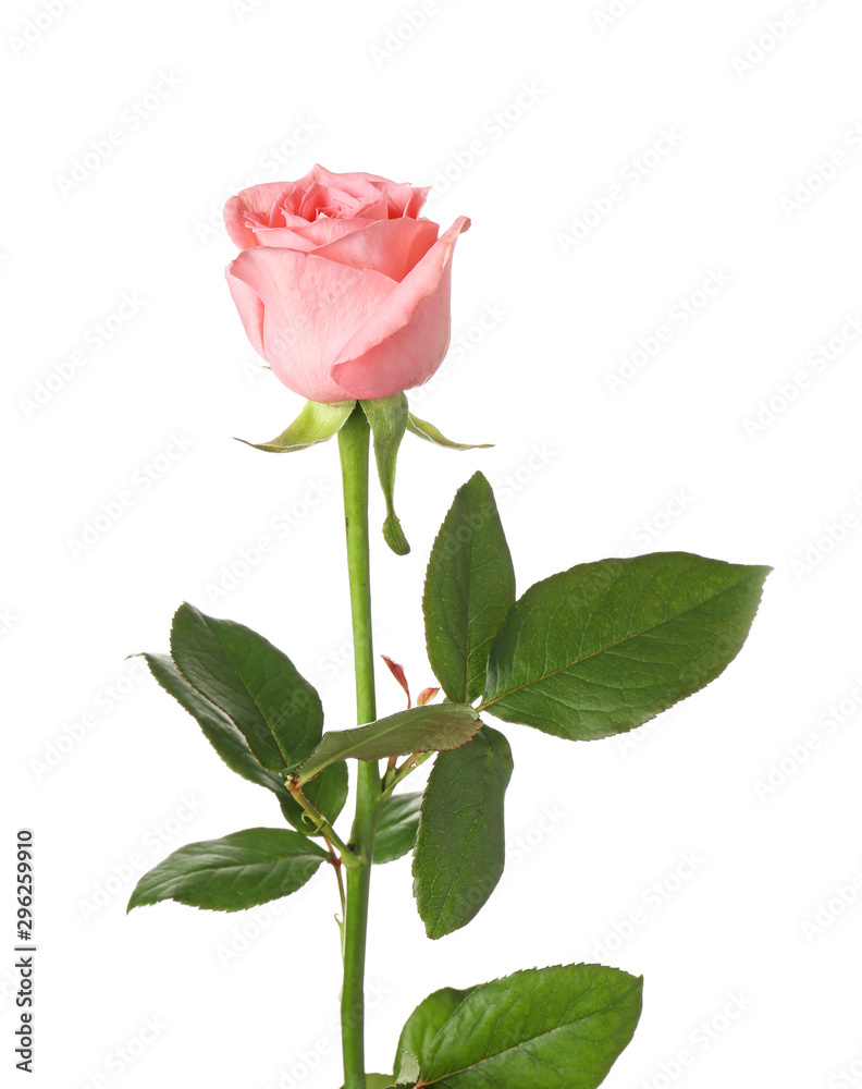 Beautiful blooming rose on white background