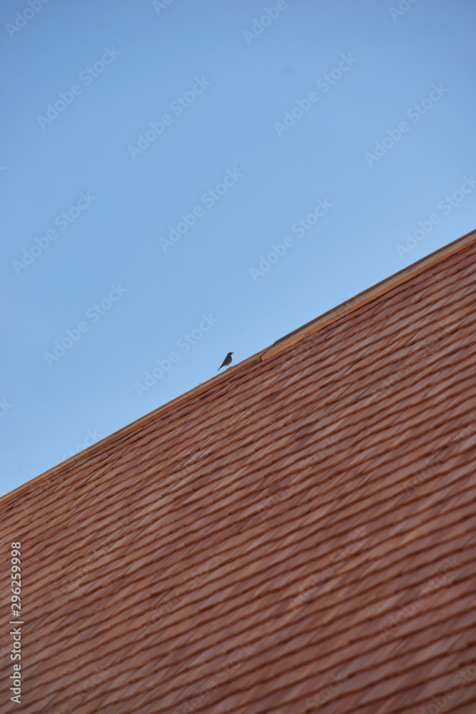bird on the wodden roof