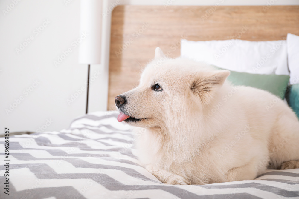 Cute Samoyed dog lying on bed Cute Samoyed dog lying on bed