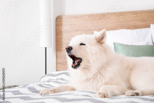 Cute Samoyed dog lying on bed