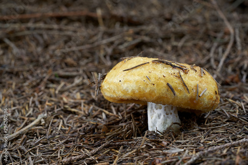 Inedible mushroom Lactarius scrobiculatus growing in the needles in the spruce forest. Also known as milk cap. Mushroom with yellow cap and stem with brownish potholes.