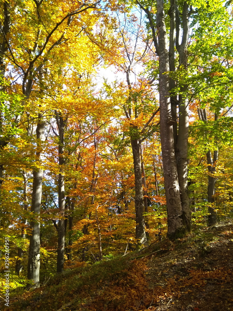 Fototapeta premium Piękny kolorowy jesienny las ze złotymi liśćmi
