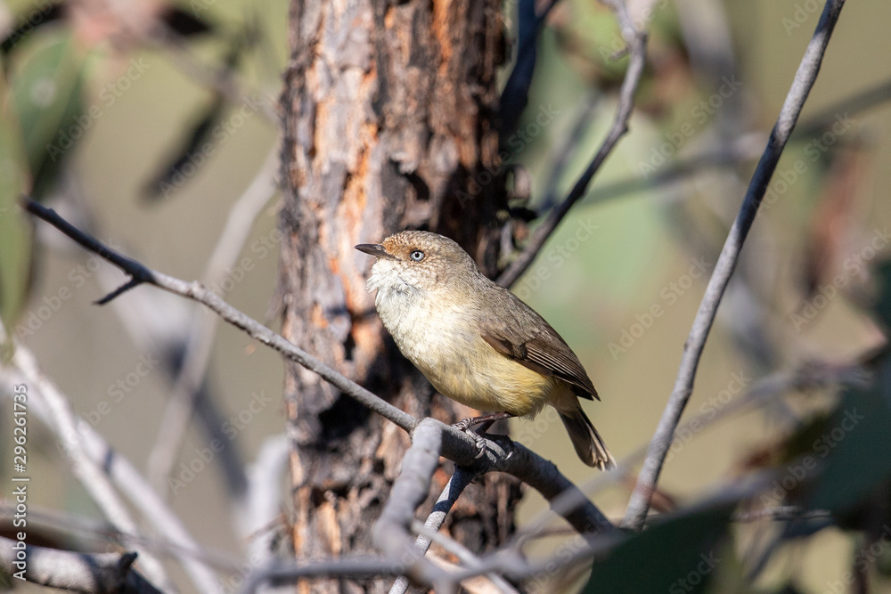 Buff-rumped Thornbill in Australia Buff-rumped Thornbill in Australia