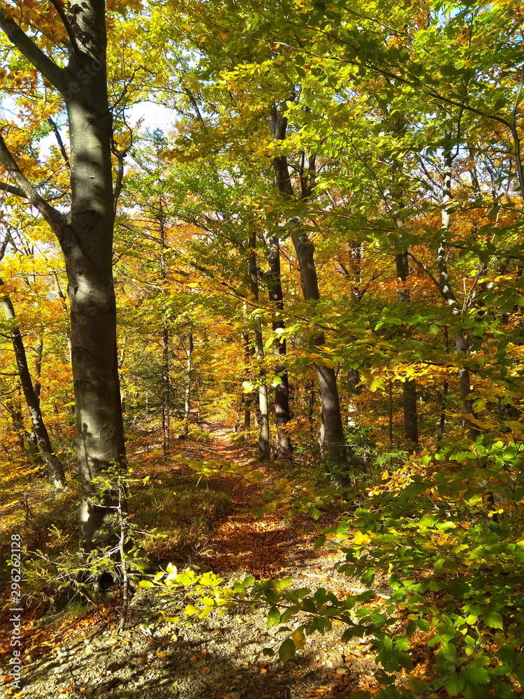 Naklejka premium Beautiful Colorful Autumn forest with golden leaves