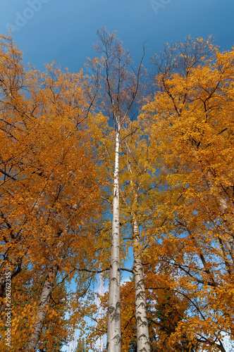 View of the sky and colorful yellow birch trees in a city park on a sunny autumn day