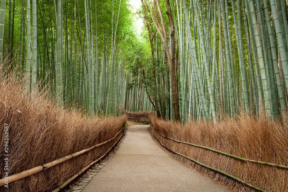 Naklejka premium Bamboo Grove Forest Kyoto Japan