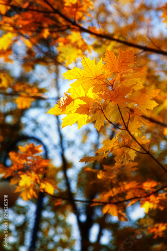 Autumn maple leaves are on sky background