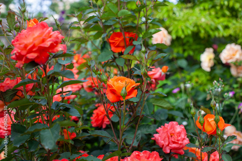 rose   cultivars   Super Trouper                                 