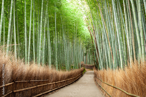 Bamboo Grove Forest Kyoto Japan