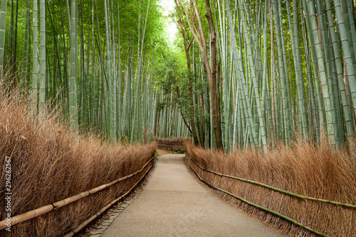 Bamboo Grove Forest Kyoto Japan