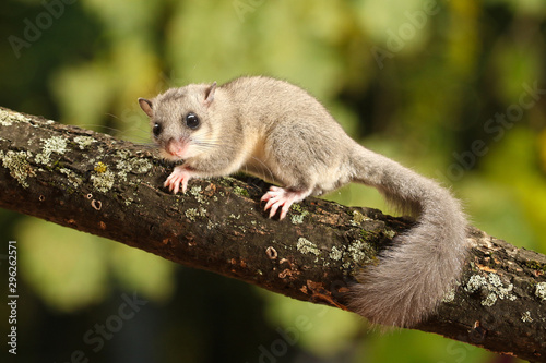 Cute Dormouse, Glis glis on the branch