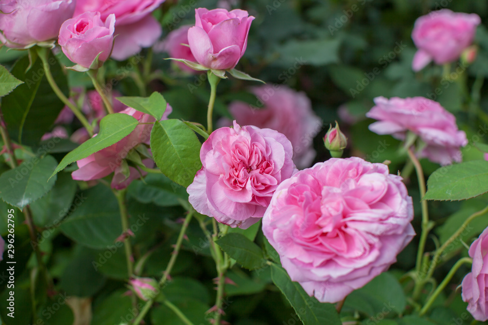 rose / cultivars / Gertrude Jekyll / ガートルード・ジェキル ,ジーキル