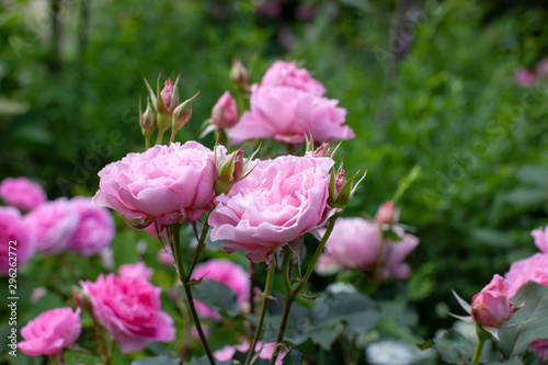 rose   cultivars   Healing                  