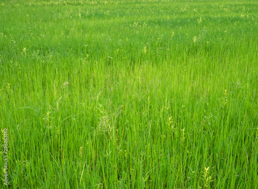 Green rice field in the countryside.