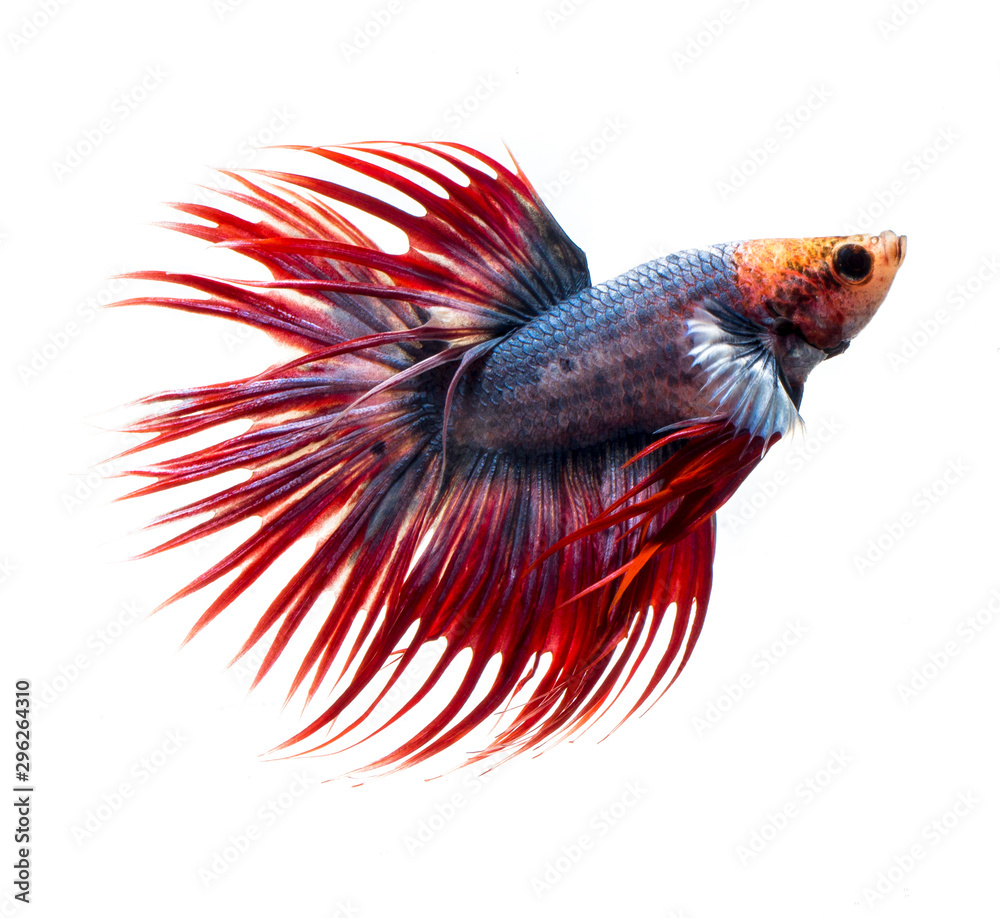 Fototapeta premium siamese fighting fish, betta fish isolated on white background.