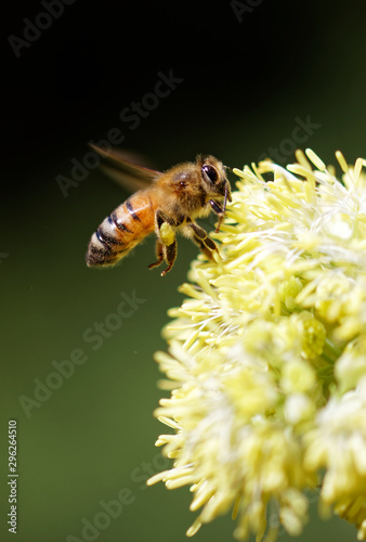 abeille © jeanluc