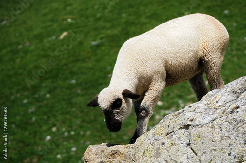 Grazing Sheep in Swiss Alps in Interlaken