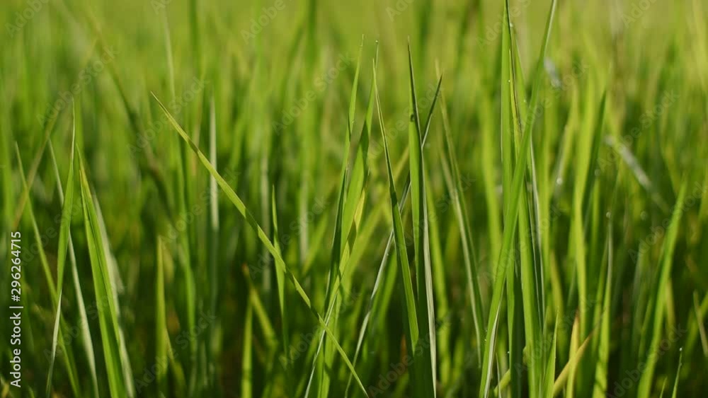 The rice leaves that move in the fields The rice leaves that move in the fields