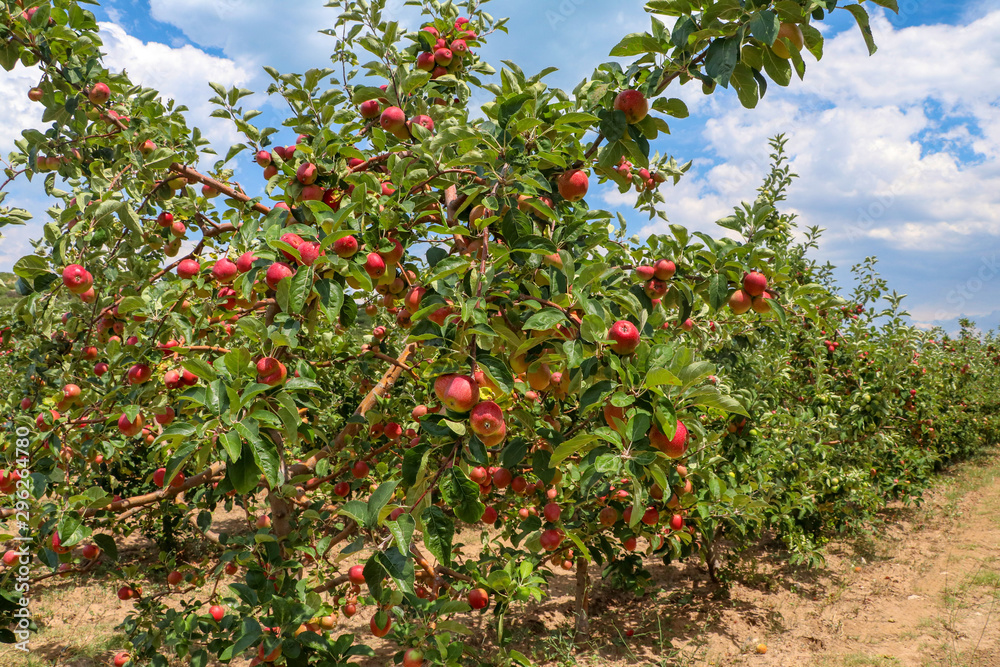 Fresh apple tree in garden, Isparta / Turkey