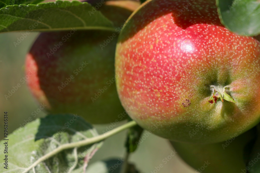 Fresh apple tree in garden, Isparta / Turkey Fresh apple tree in garden, Isparta / Turkey