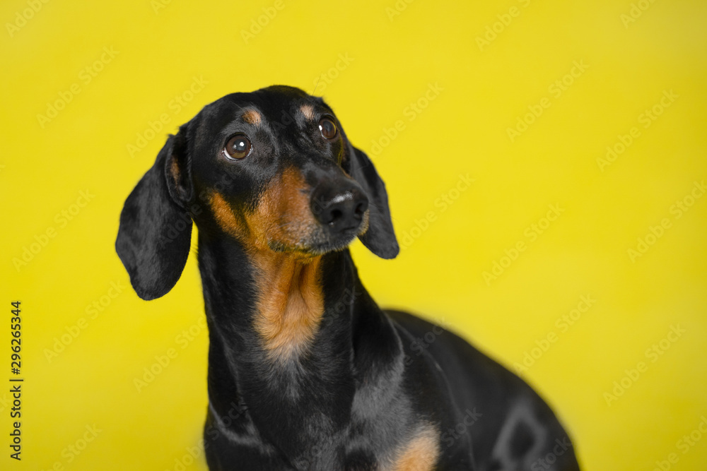 portrait black and tan cute cute dachshund  on the isolated yellow background. Dog training. Space for writing text (letters).