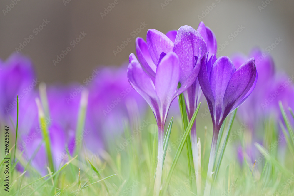 Fototapeta premium Elfenkrokus