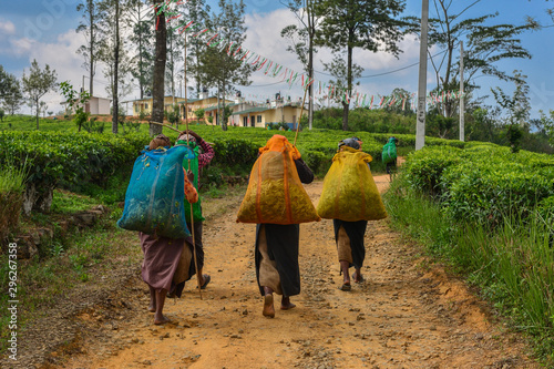 Fotografi Sri Lanka tea pickers women