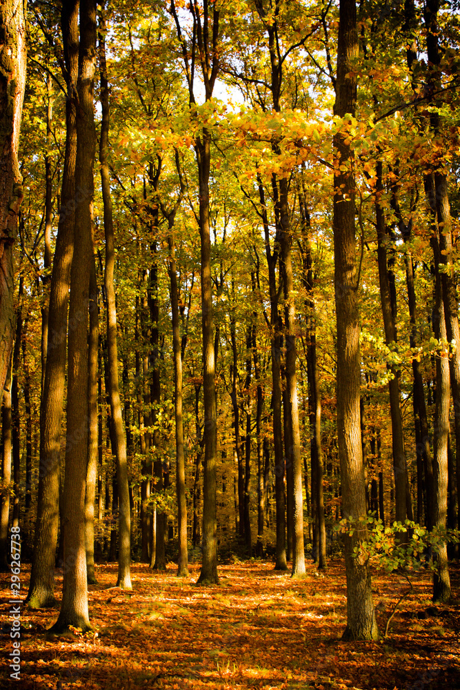 Golden trees in the autumn forest. Sun rays through foliage and tree branches on beauty full, autumnal day Golden trees in the autumn forest. Sun rays through foliage and tree branches on beauty full, autumnal day
