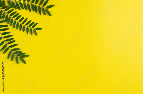 Green foliage, acacia branch composition on yellow background.