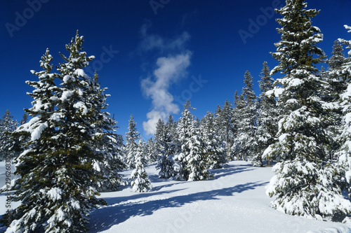 Romantic winter in Yellowstone National Park, snow covered trees and blue sky with geyser © Milan