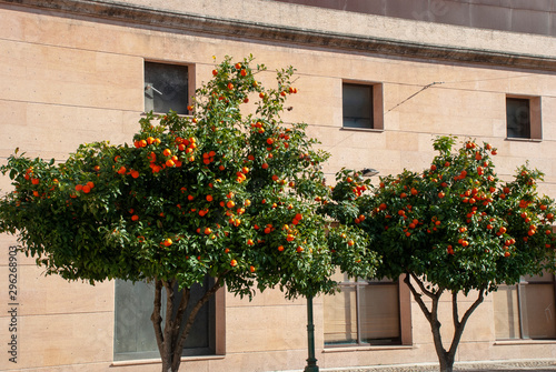 MAndarinenbaum auf Mallorca