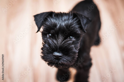 Canvastavla Black miniature schnauzer puppy portrait