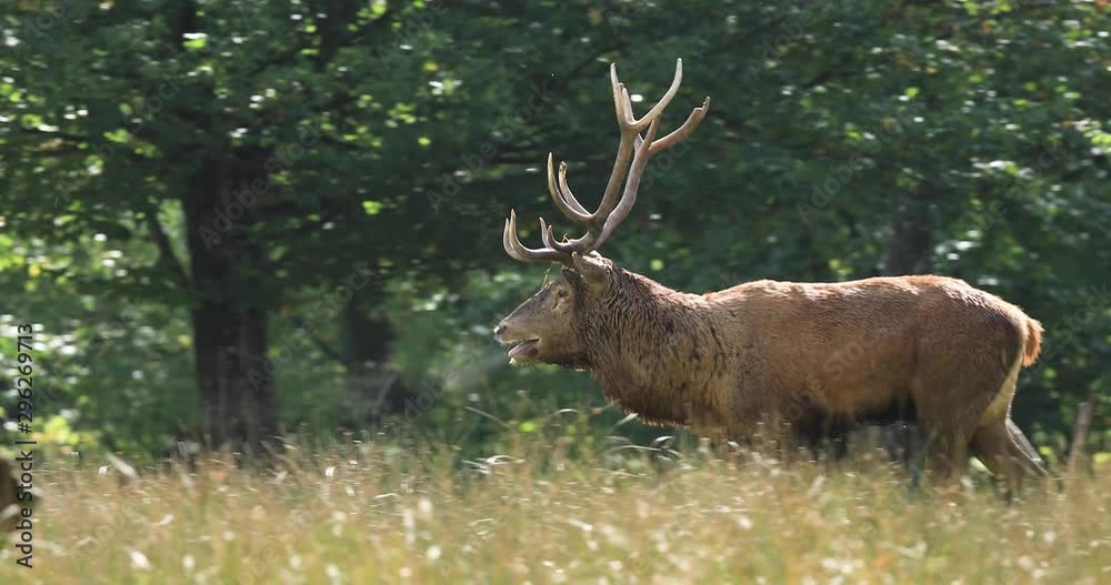 Red deer in the forest during the rut Red deer in the forest during the rut