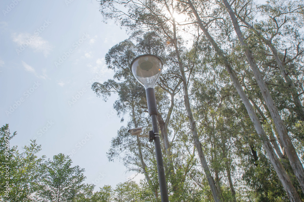 tree top shot from below. Beautiful branch and blue sky. Branch of big tree on sky background