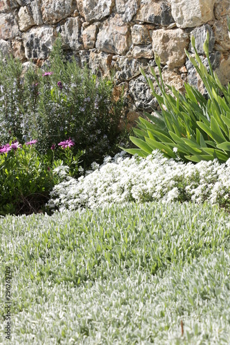 Mediterranean garden. Flowers of Iberis, African daisy.. photo