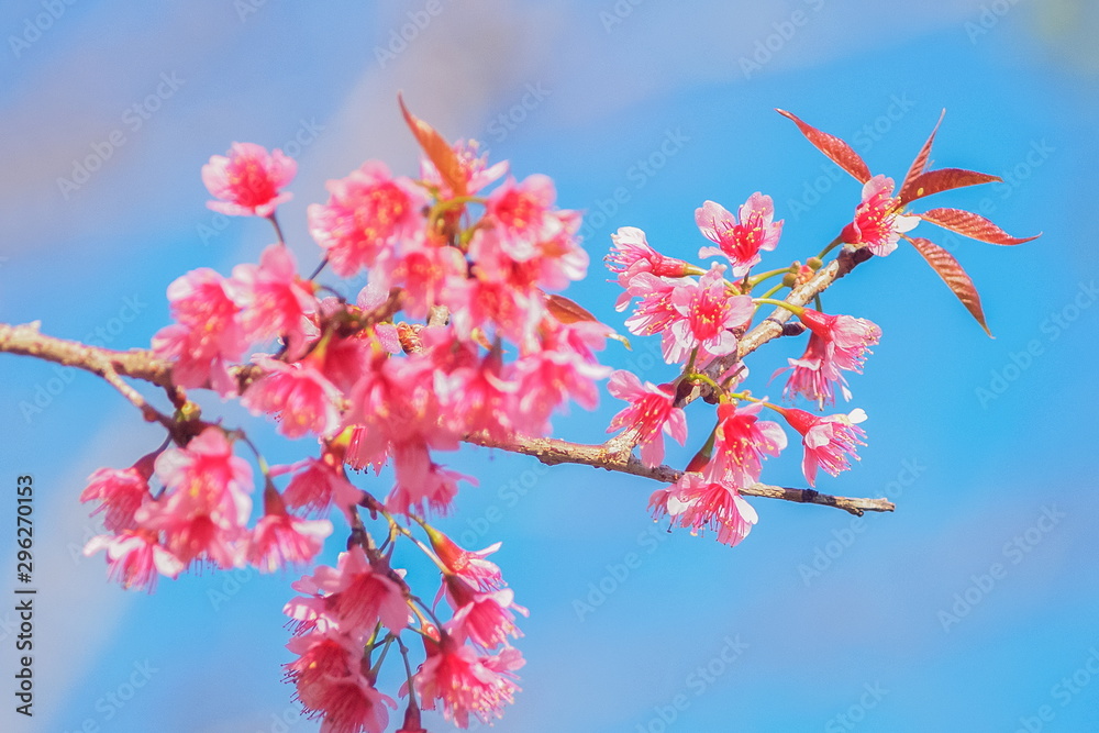 Close up Wild Himalayan (Prunus cerasoides) Thai Sakura cherry blossoms on top tree with blue sky background, Pang Oung, Mae Hong Son, Thailand. Close up Wild Himalayan (Prunus cerasoides) Thai Sakura cherry blossoms on top tree with blue sky background, Pang Oung, Mae Hong Son, Thailand.