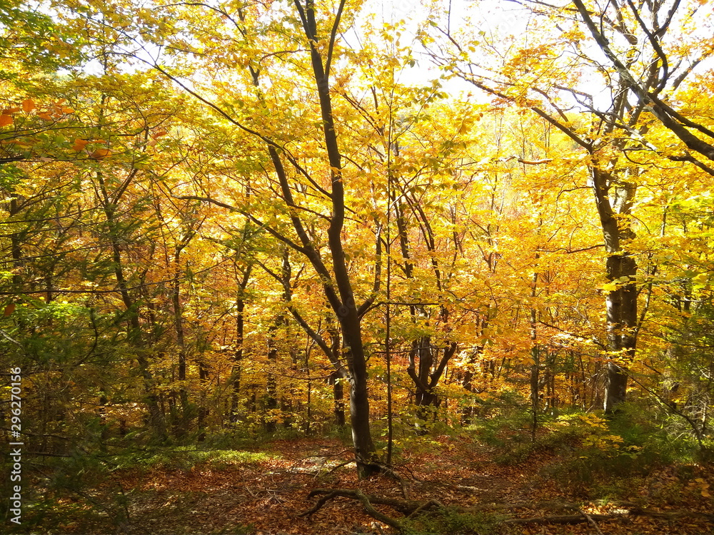 Beautiful Colorful Autumn forest with golden leaves