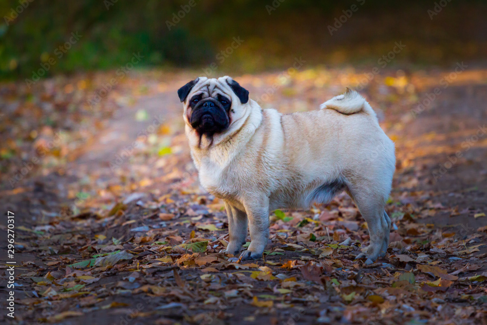 Big pug dog sitting on the leaves in autumn