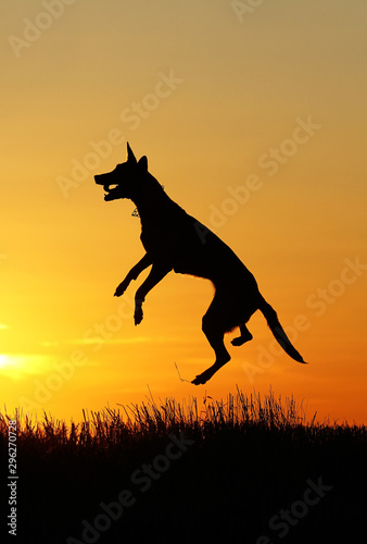 Dog jumping up on sunset background  Belgian Shepherd Malinois  dog silhouette  incredible sunset  jump into the sky