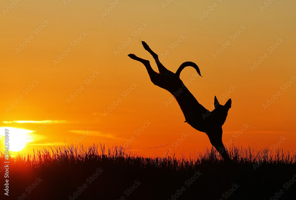 Dog jumping upside down on sunset background, Belgian Shepherd Dog Malinois, dog silhouette, incredible sunset