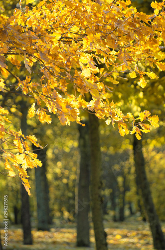 Lush yellow oak foliage on a sunny Indian summer day vertical orientation